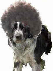 afro